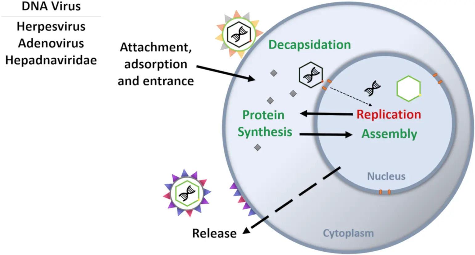 What does L-lysine do for cats?
