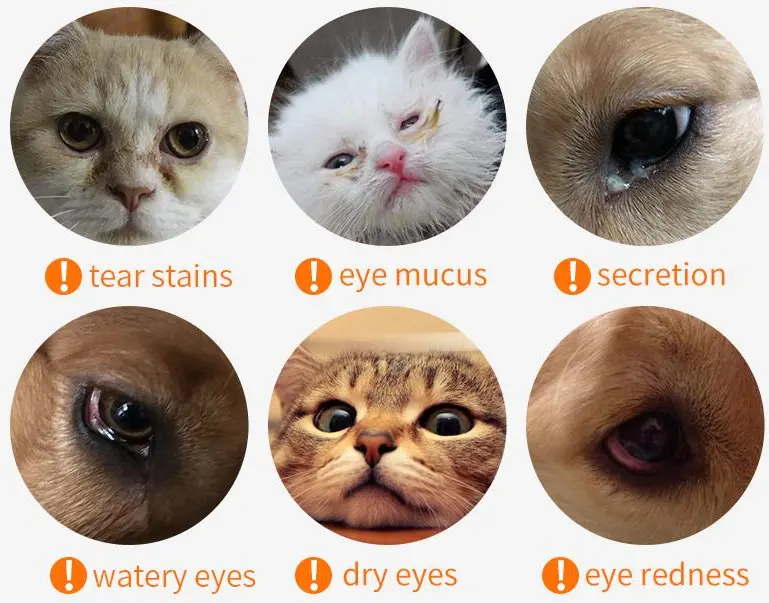 Cat's Eye Health