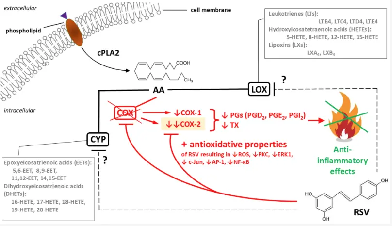 Resveratrol Antioxidant&Anti-inflammatory Properties