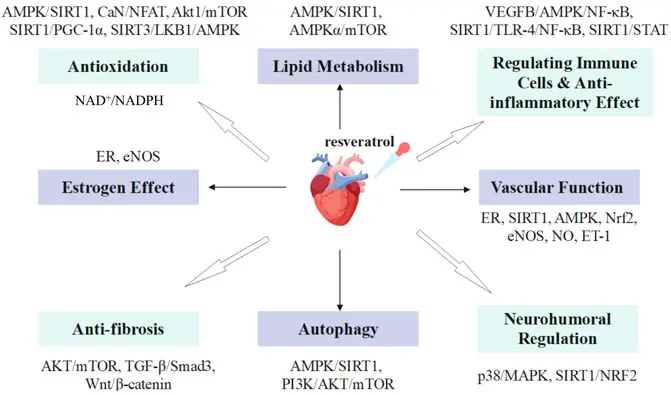 Resveratrol Cardiovascular Protection Resveratrol Cardiovascular Protection