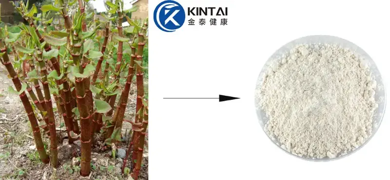 Best Polygonum Cuspidatum Extract Resveratrol Supplier