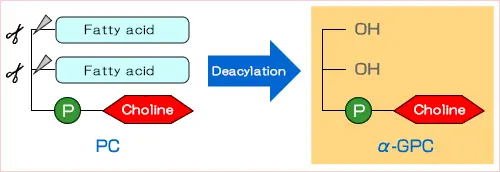 What Alpha GPC Is What Alpha GPC Is