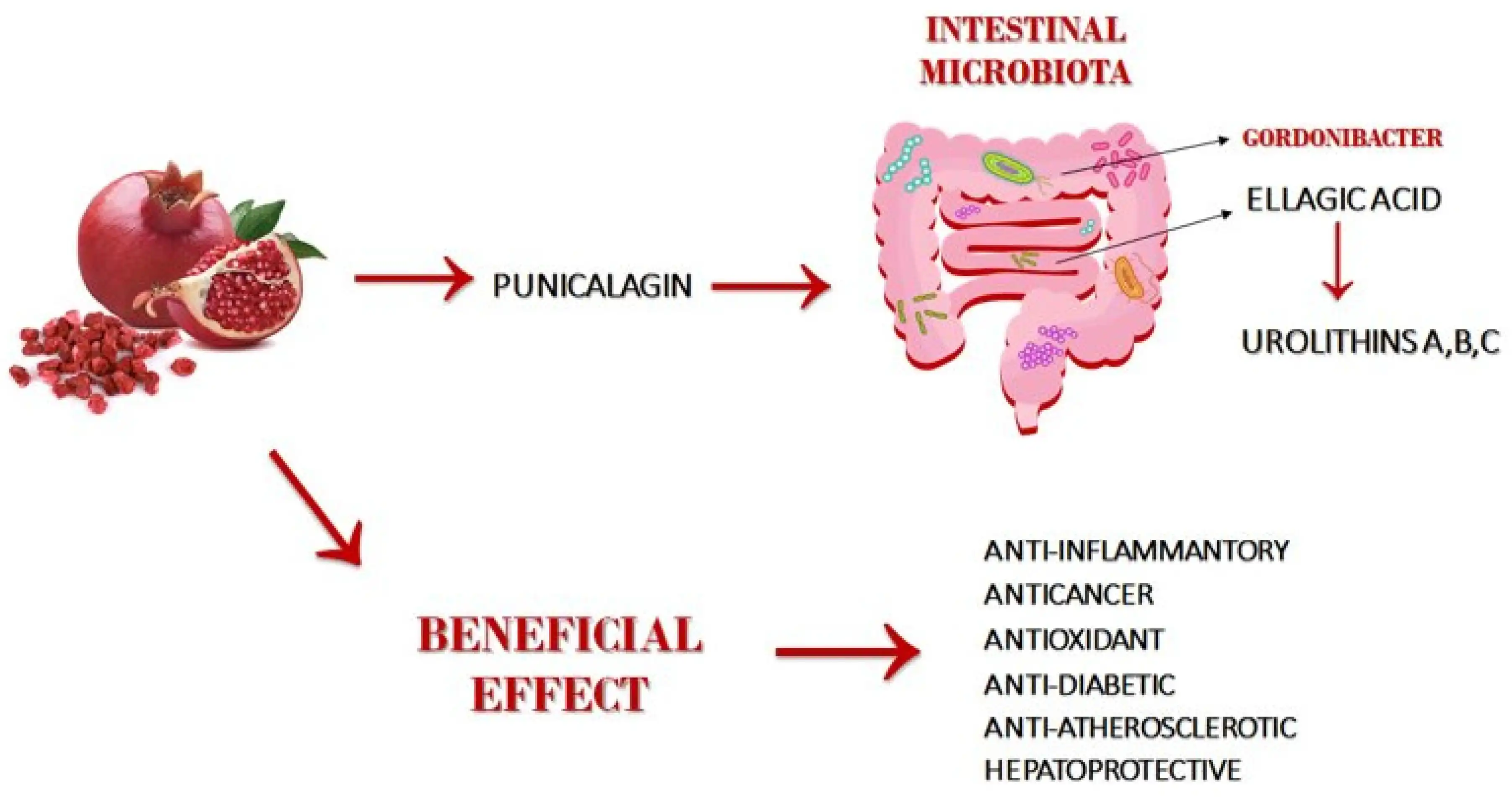 Benefits of Pomegranate Extract Powder Benefits of Pomegranate Extract Powder