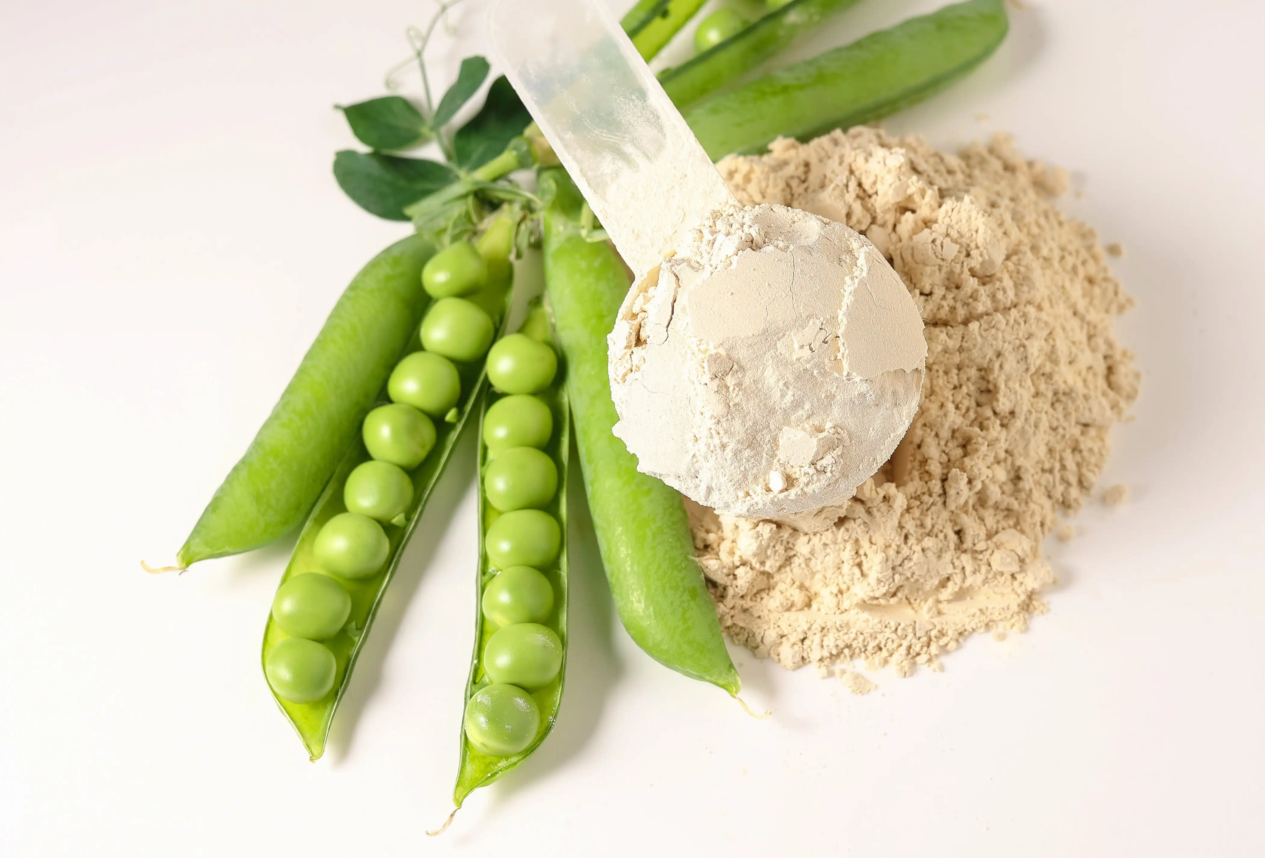 Organic Pea Protein Powder Organic Pea Protein Powder