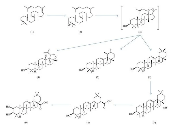 Molecular mechanism of maslinic acid in targeting inflammatory. Molecular mechanism of maslinic acid in targeting inflammatory.