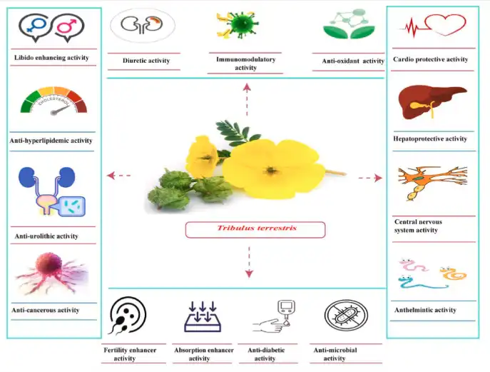 Physiological Interactions and Metabolic Influences