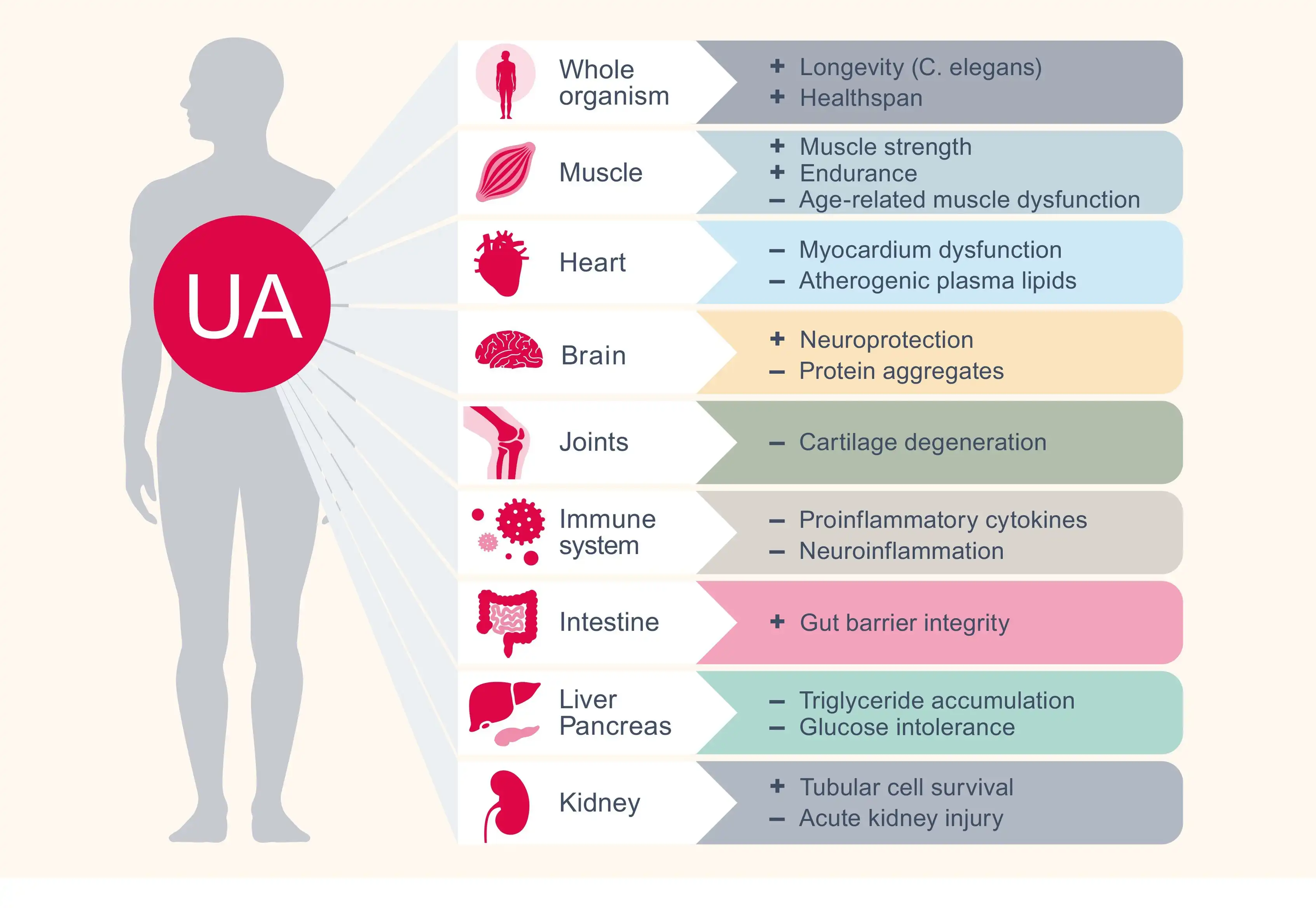 Benefits of Urolithin A Powder