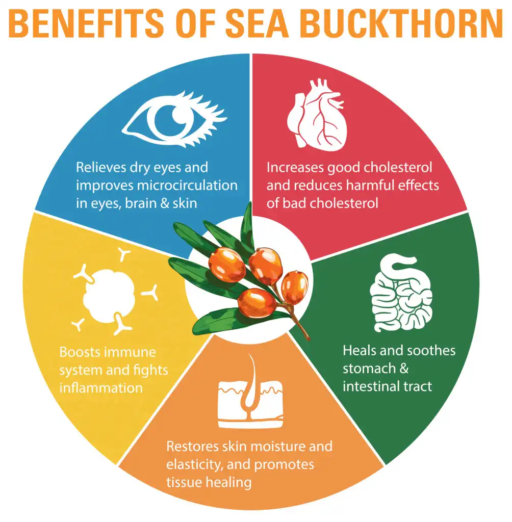Benefits of Sea Buckthorn Powder