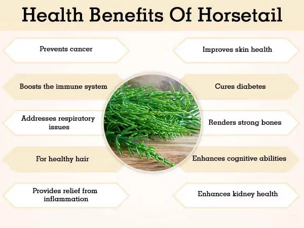 የ Horsetail Extract ሲሊካ ጥቅሞች
