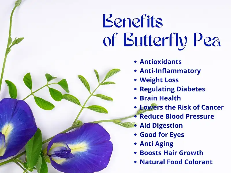 Benefits of Butterfly Pea Flower Extract Benefits of Butterfly Pea Flower Extract