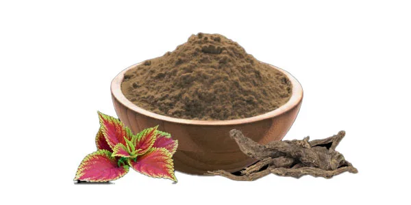 Coleus Forskohlii Extract Powder Coleus Forskohlii Extract Powder