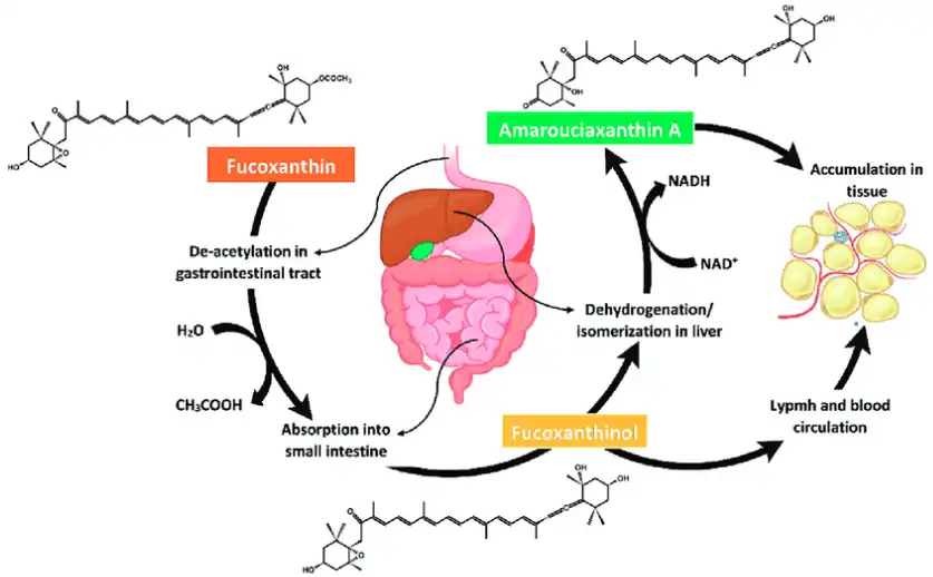 The Science Behind Fucoxanthin's Metabolic Benefits