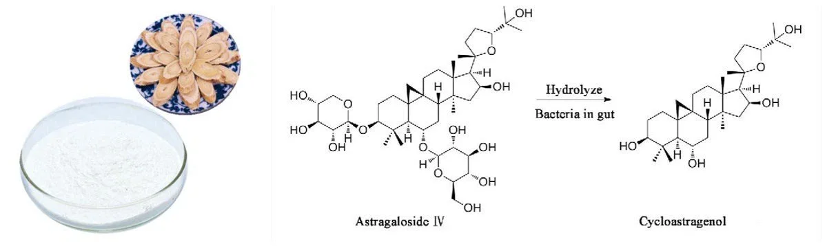 Cycloastragenol Powder