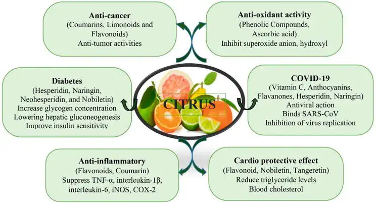 Benefits of Citrus Aurantium Extract Benefits of Citrus Aurantium Extract