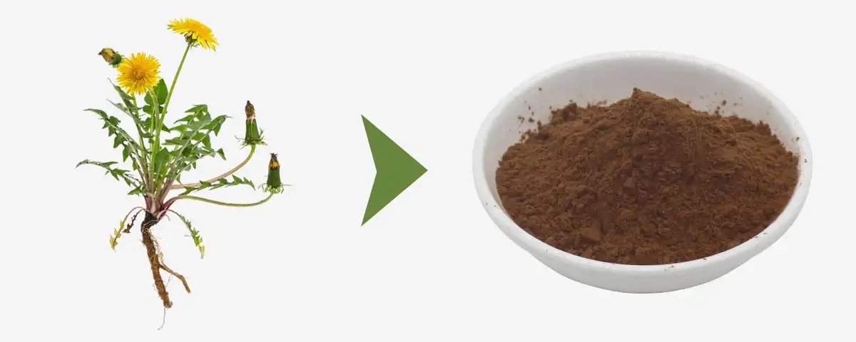 Dandelion Root Extract Powder Dandelion Root Extract Powder