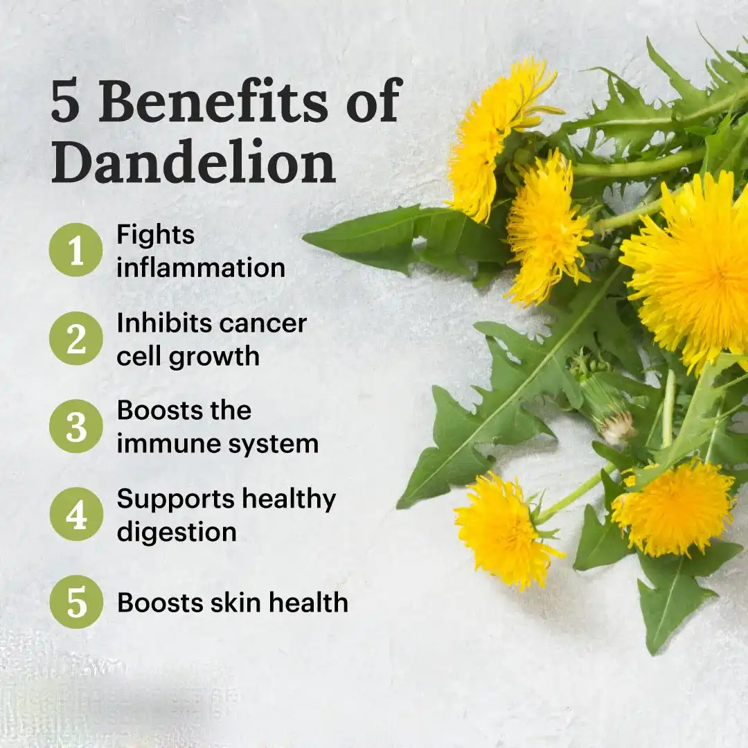 Benefits of Dandelion Root Extract Powder Benefits of Dandelion Root Extract Powder