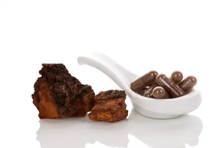 Chaga extract powder used in medicine. Chaga extract powder used in medicine.