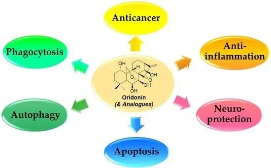 Benefits of Oridonin Powder