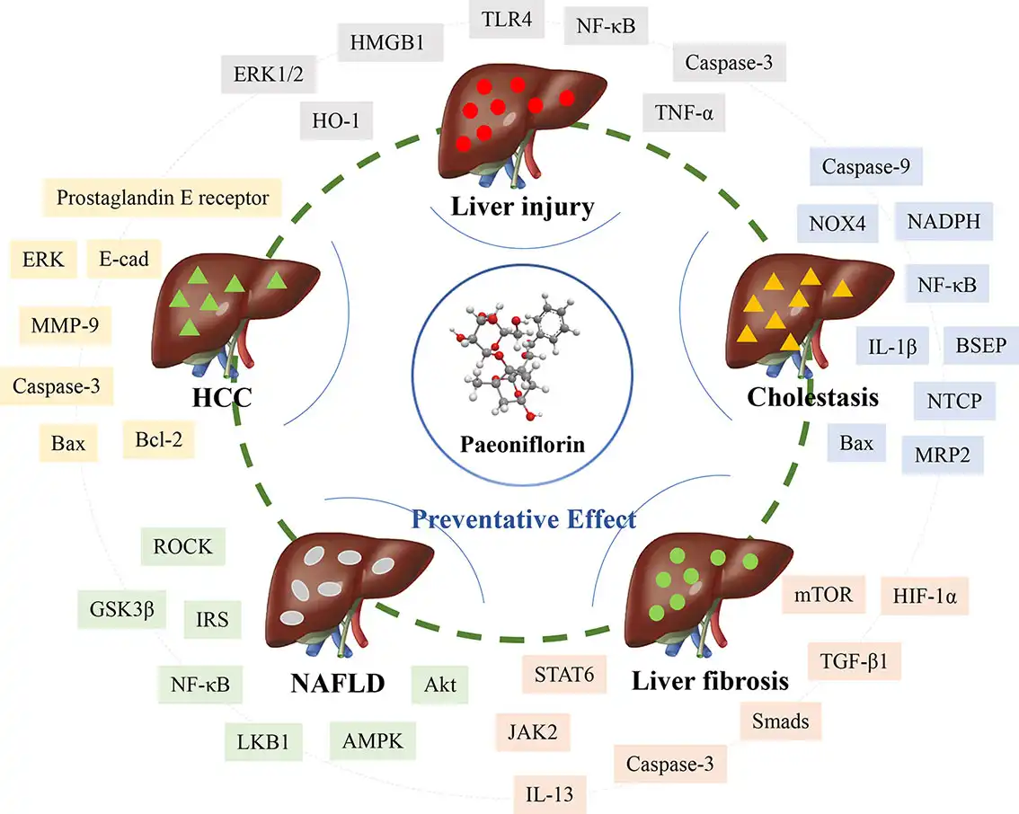 Benefits of White Peony Extract Benefits of White Peony Extract