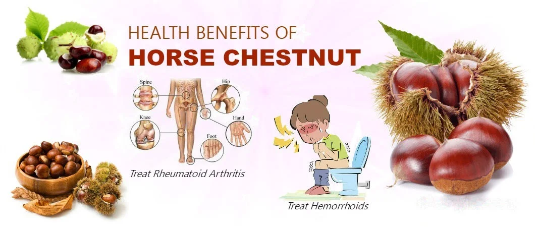Key Health Benefits of Horse Chestnut Extract Escin Key Health Benefits of Horse Chestnut Extract Escin