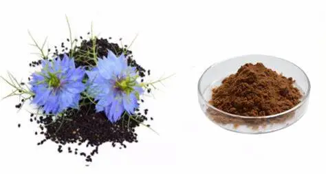 Thymoquinone Powder