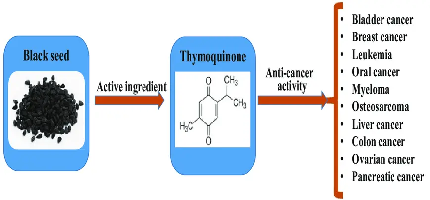 Benefits of Thymoquinone Powder
