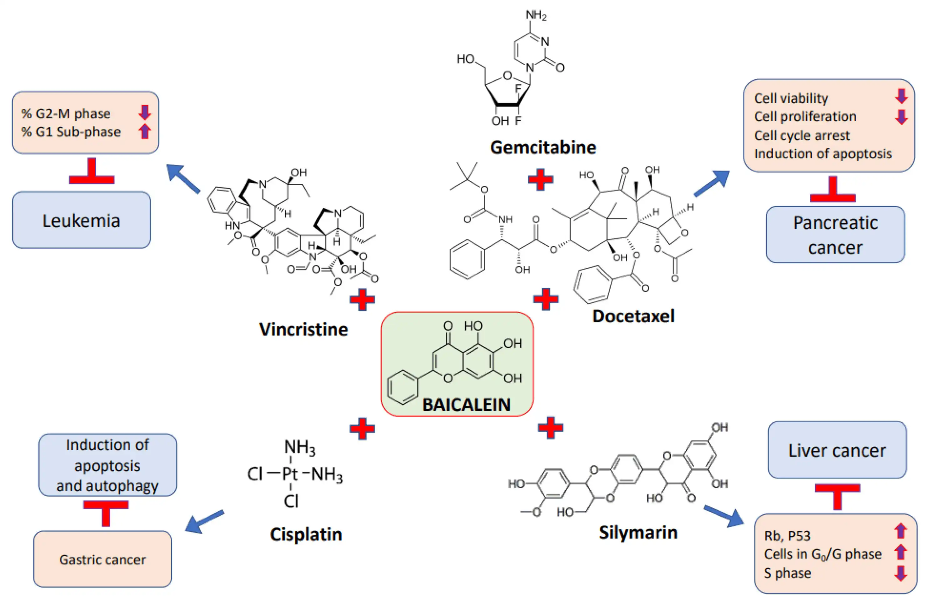 Benefits of Baicalein Powder Benefits of Baicalein Powder