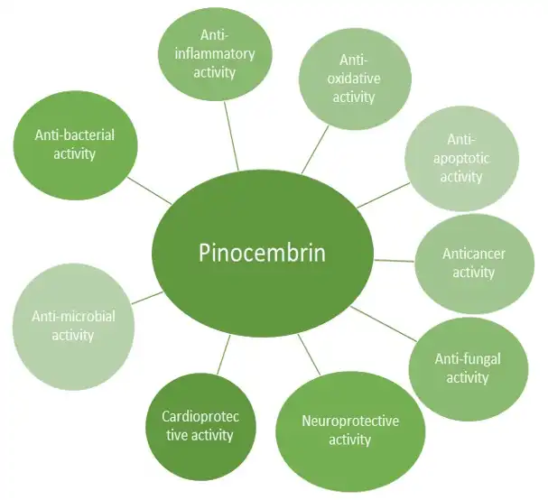 A Pinocembrin por előnyei