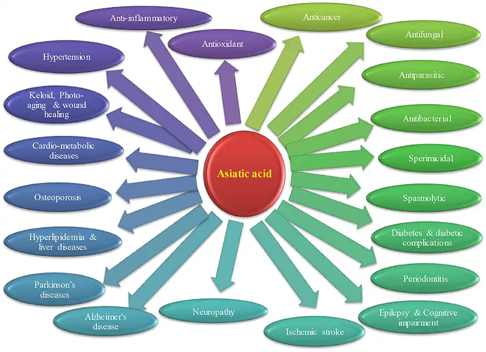 Benefits of Asiatic Acid Powder Benefits of Asiatic Acid Powder