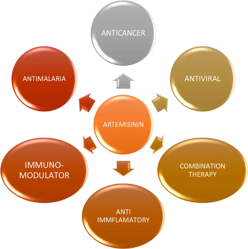 Effects of Artemisinin Powder