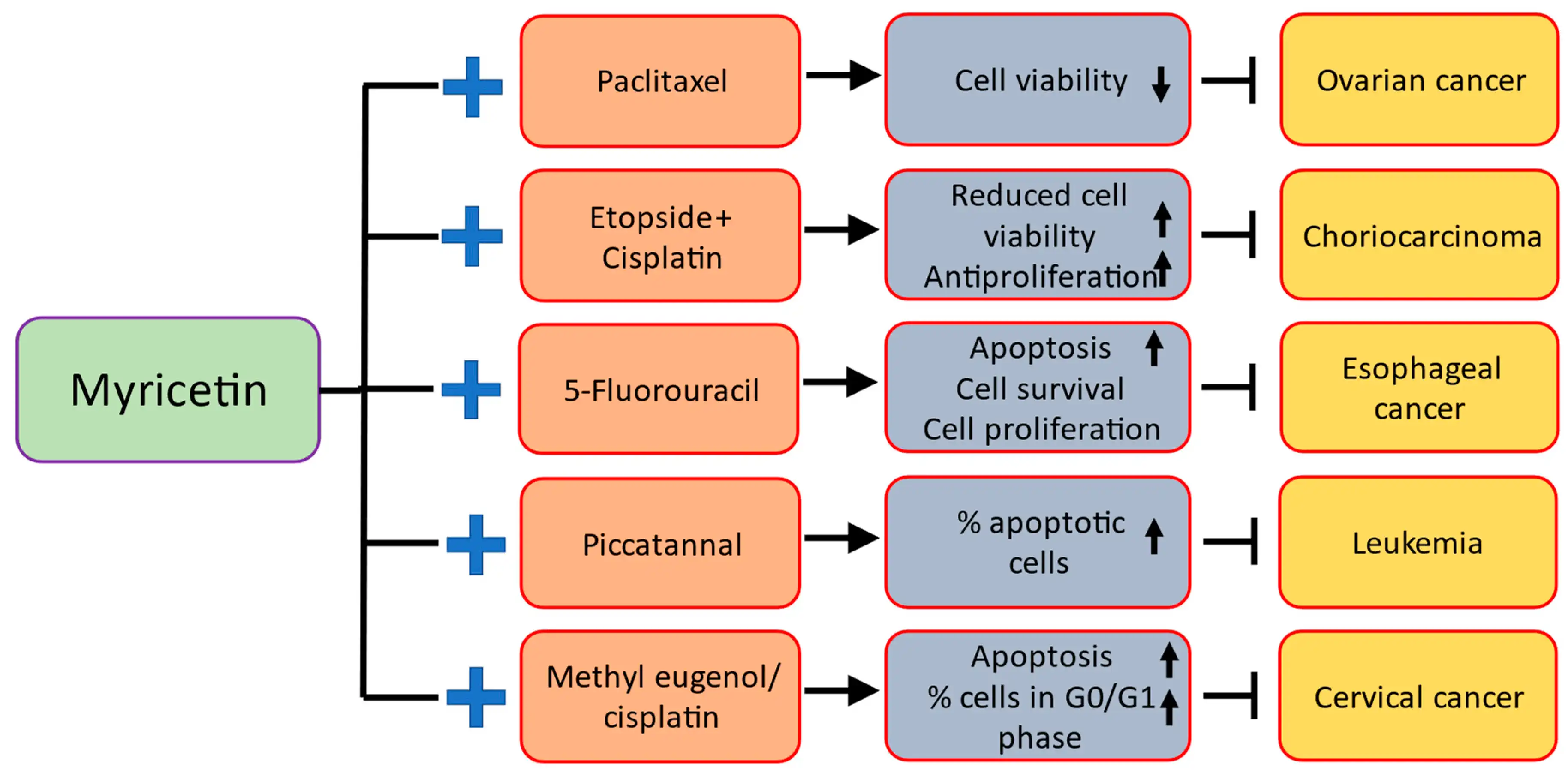 Benefits of Myricetin Powder Benefits of Myricetin Powder