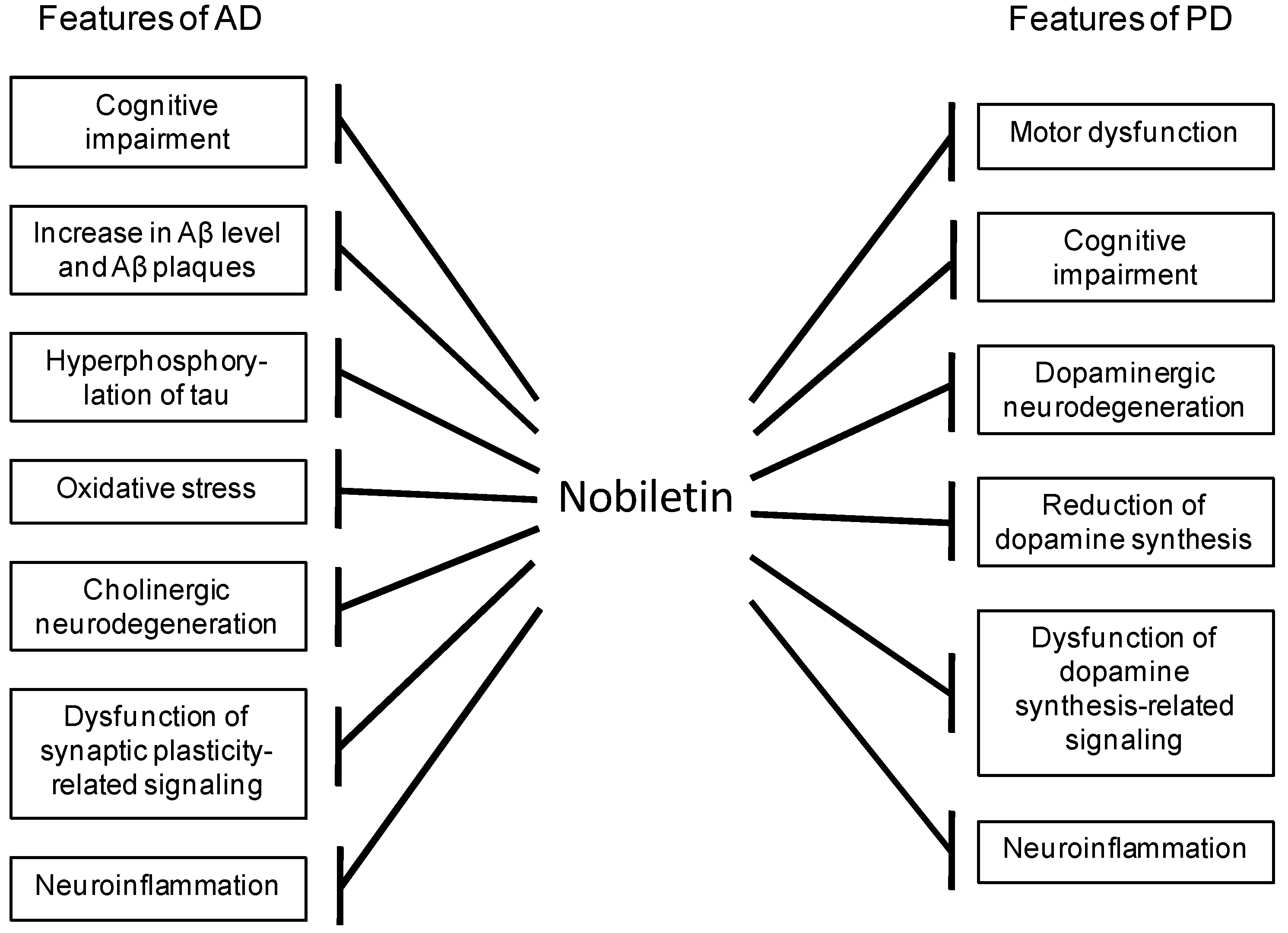 Gweithgaredd Biolegol ac Effeithiau Ffarmacoleg Powdwr Nobiletin Gweithgaredd Biolegol ac Effeithiau Ffarmacoleg Powdwr Nobiletin
