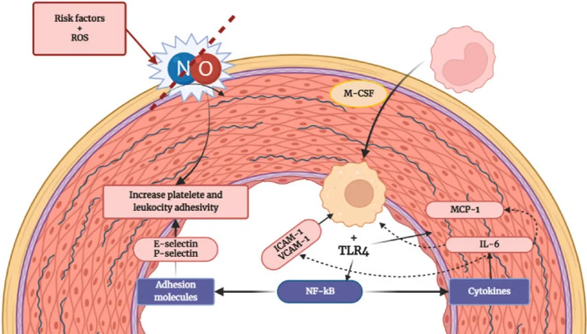 Hydroxytyrosol's Impact on Key Cardiovascular Risk Factors Hydroxytyrosol's Impact on Key Cardiovascular Risk Factors