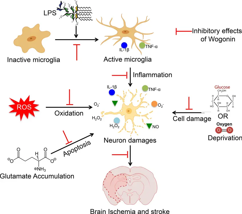 Mechanism of action of wogonin