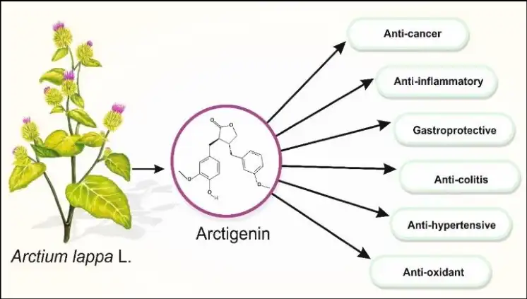 Benefits of Arctigenin Powder