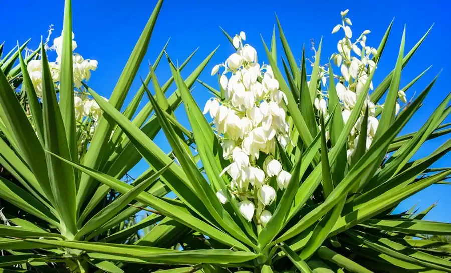 yucca yucca