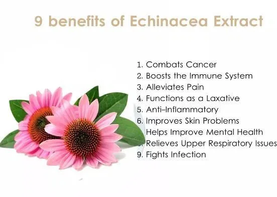 Benefits of Chicoric Acid Powder