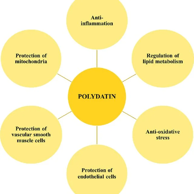Benefits of Polygonum Cuspidatum Root Extract