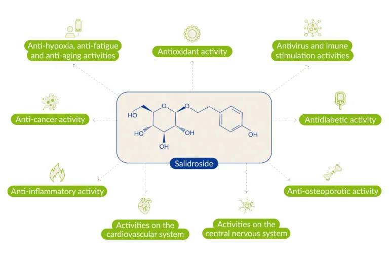 Specific Health Benefits of Salidroside Powder Specific Health Benefits of Salidroside Powder