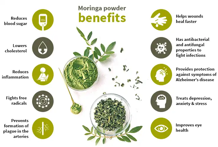 Benefits of Moringa Extract Powder Benefits of Moringa Extract Powder