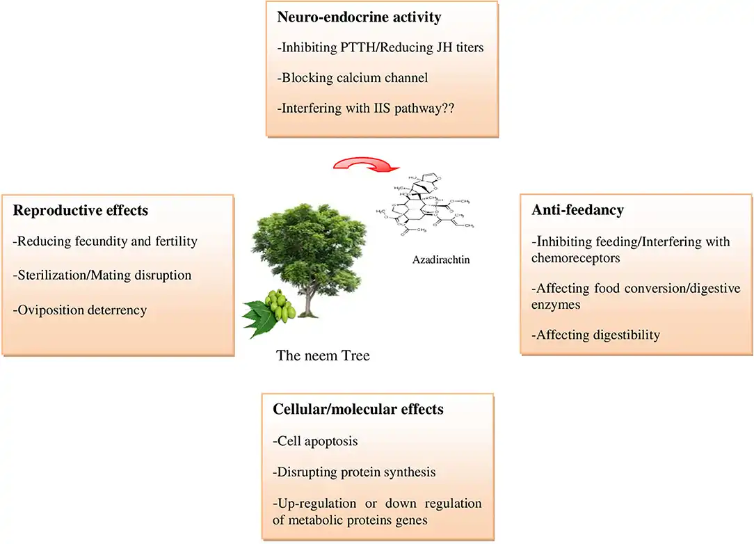 Main modes and mechanisms of insecticidal action of azadirachtin