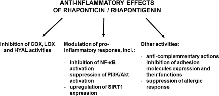 Benefits of Rhapontinare Powder