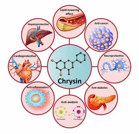 Benefits of Chrysin Powder Benefits of Chrysin Powder