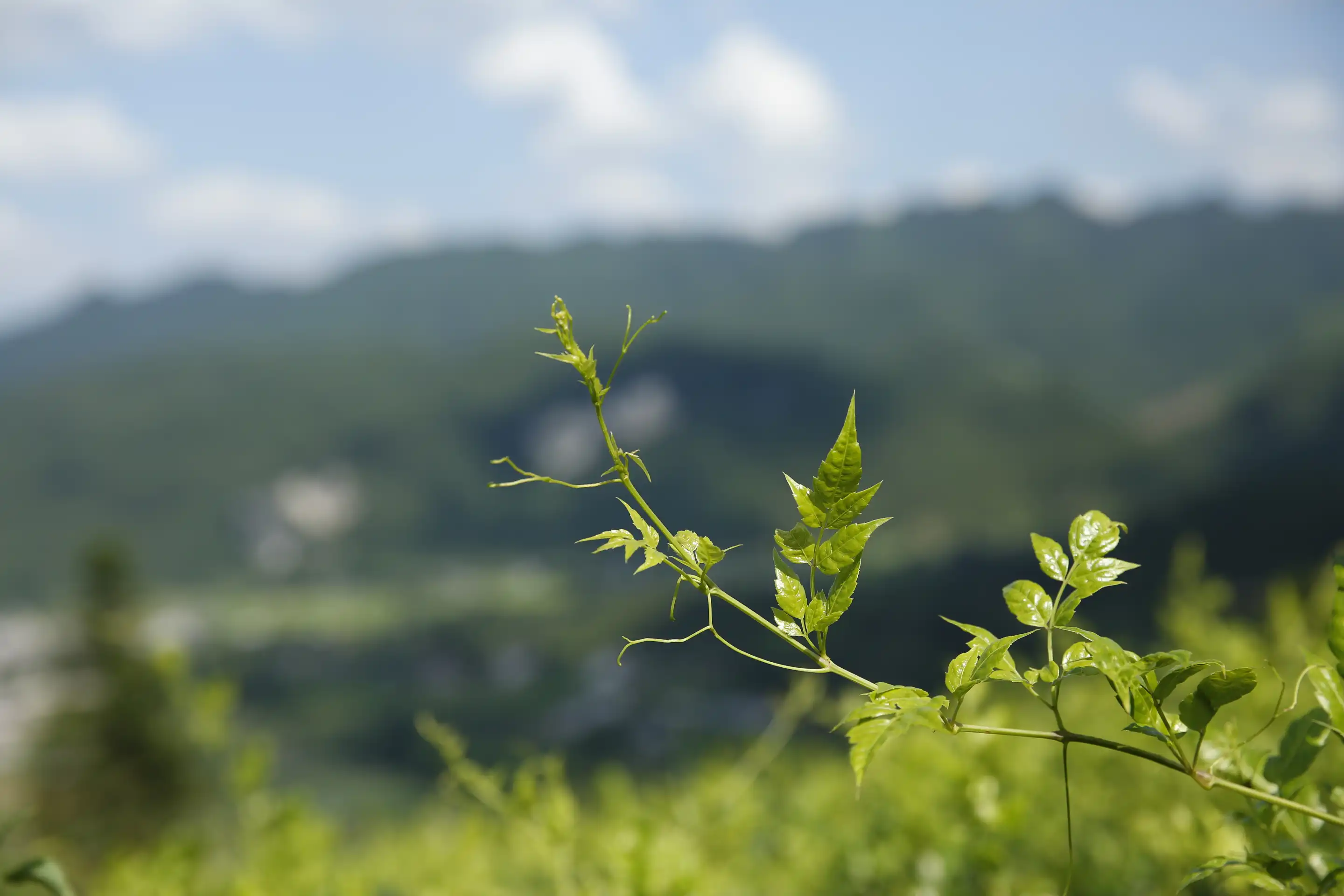 Ampelopsis Grossedentata Extract