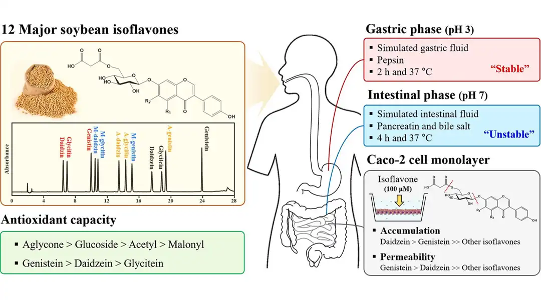 production process of daidzein