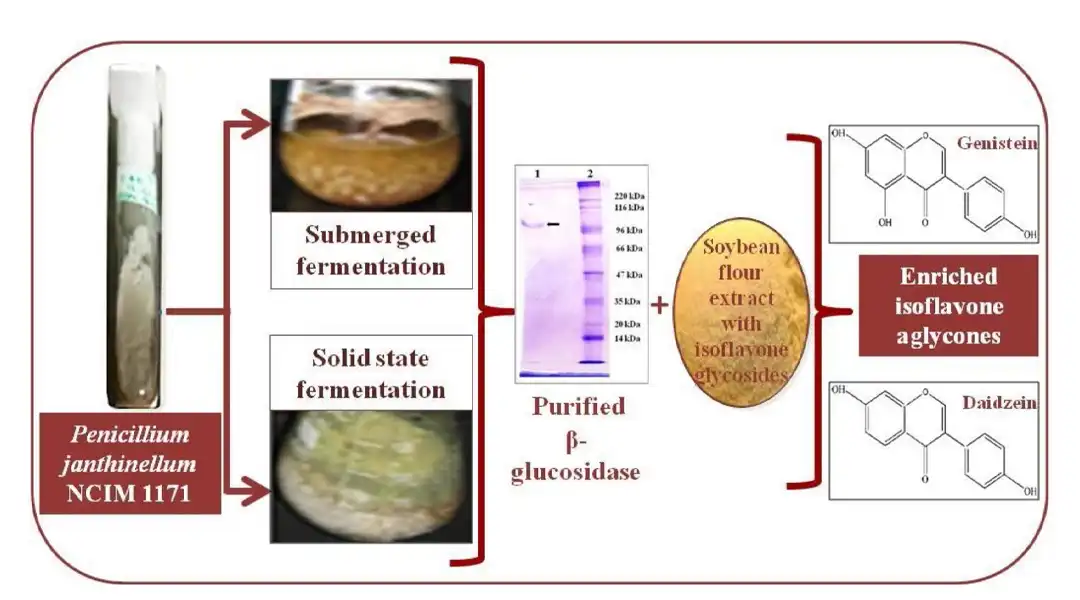 Daidzein Powder production process