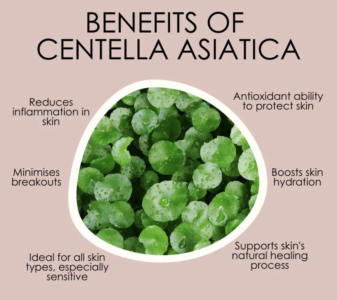 Effects of Pure Centella Asiatica Extract on Skin