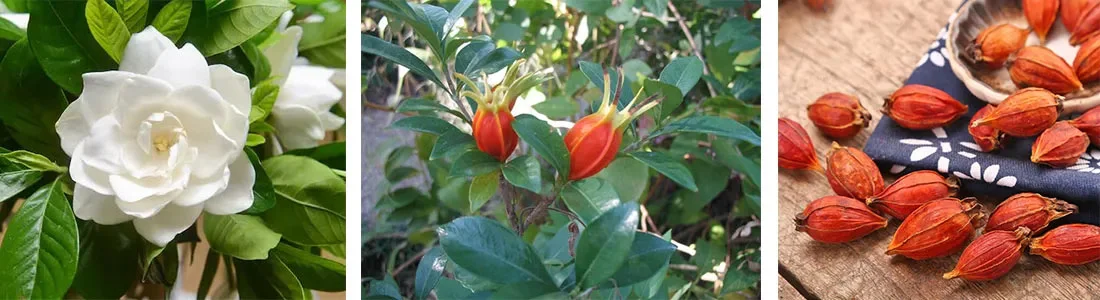 Gardenia Fruit Extract