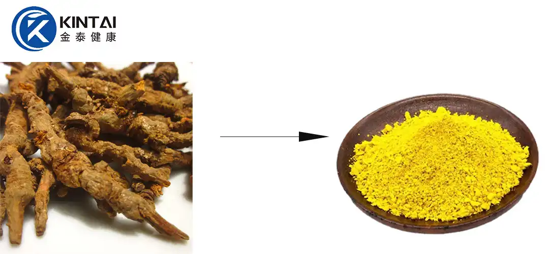 Sources of kintai berberine hcl Sources of kintai berberine hcl