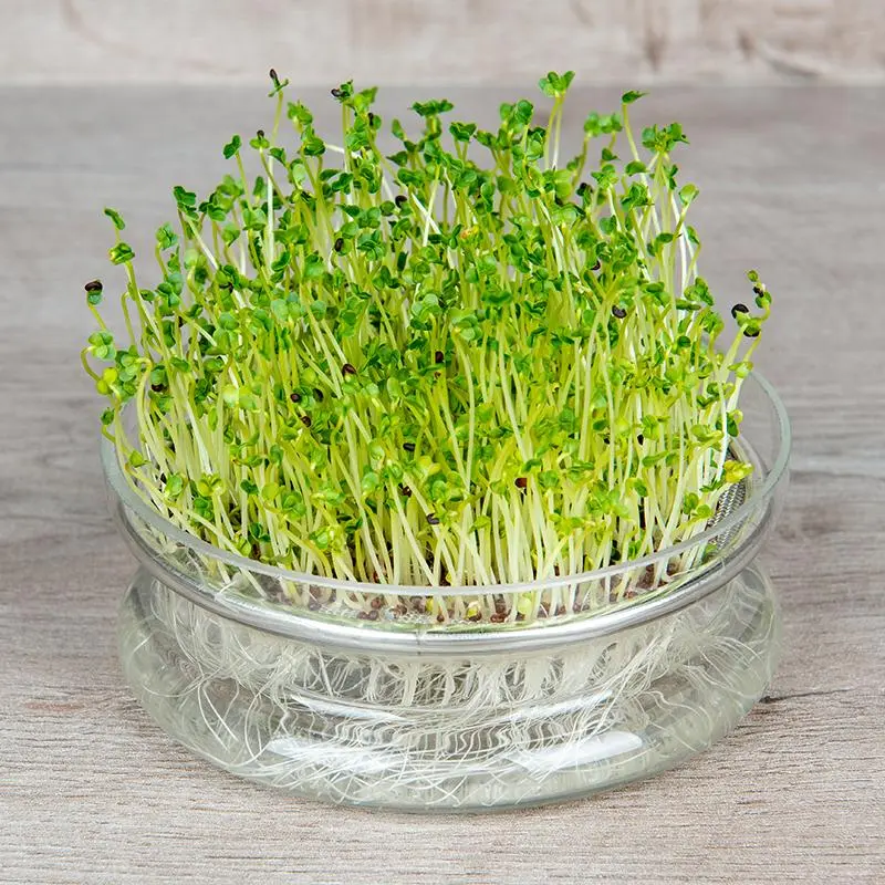 Broccoli sprouts Broccoli sprouts